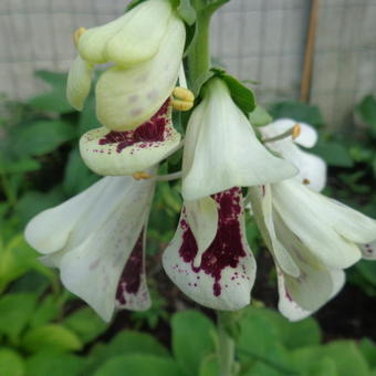 Digitalis purpurea 'Pam's Split'