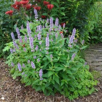 Agastache rugosa 'Liquorice Blue'