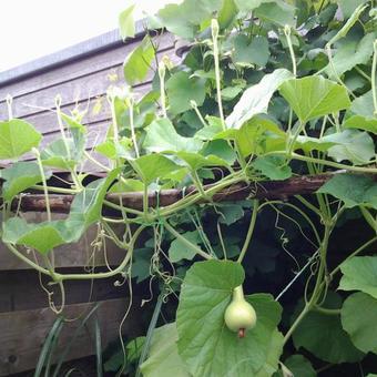 Lagenaria siceraria 'Birdhouse Bottle'