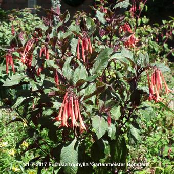 Fuchsia triphylla 'Gartenmeister Bonstedt'