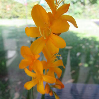 Crocosmia 'Paul's Best Yellow'