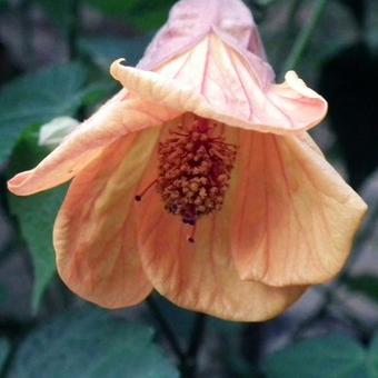 Abutilon