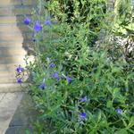 Salvia greggii 'Blue Note' - Salie