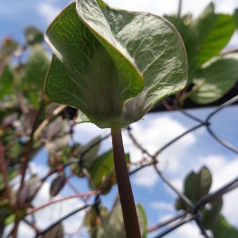 Cobaea scandens