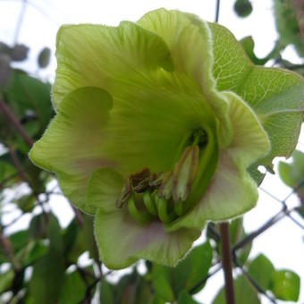 Cobaea scandens