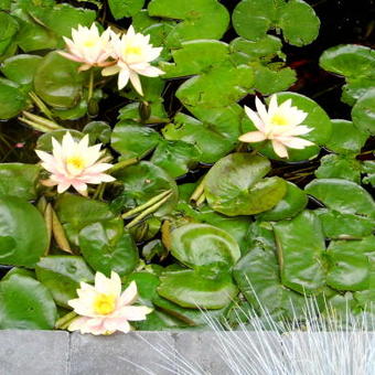 Nymphaea 'Colorado'