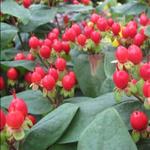 Hypericum 'MIRACLE Attraction' - Hertshooi