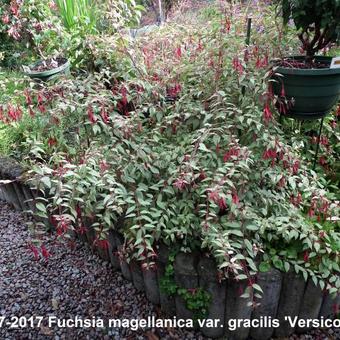 Fuchsia magellanica var. gracilis 'Versicolor'