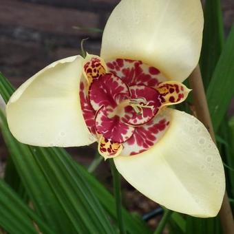 Tigridia pavonia