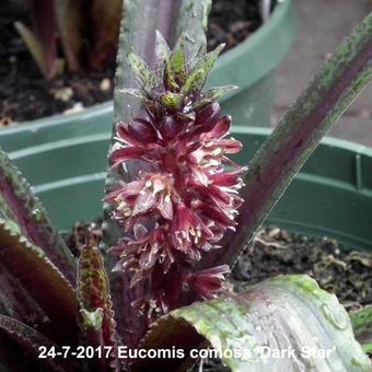 Eucomis comosa 'Dark Star'