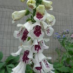 Digitalis purpurea 'Pam's Split' - Vingerhoedskruid