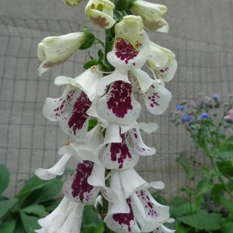 Digitalis purpurea 'Pam's Split'