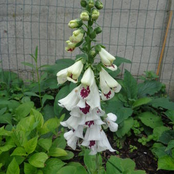 Digitalis purpurea 'Pam's Split'