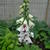 Digitalis purpurea 'Pam's Split'