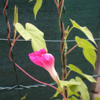 Ipomoea nil 'Scarlett O'Hara'