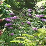 Buddleja davidii 'Sophie' - Vlinderstruik