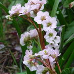 Bergenia 'Nebellicht' - Schoenlappersplant