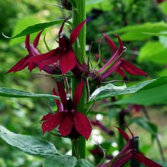 Lobelia x gerardii 'Ruby Slippers'