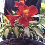 Alstroemeria 'Rock'n Roll' - Incalelie