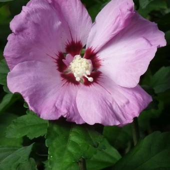 Hibiscus syriacus