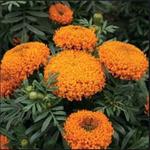 Tagetes erecta - Afrikaantjes, Stinkerdjes