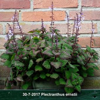 Plectranthus ernstii