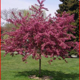 Crataegus laevigata 'Paul's Scarlet Hamlet'