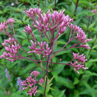 Eupatorium maculatum 'Atropurpureum'