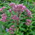 Eupatorium maculatum 'Atropurpureum'