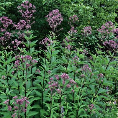 Leverkruid/Koninginnekruid - Eupatorium maculatum 'Atropurpureum'