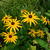 Rudbeckia fulgida var. sullivantii 'Goldsturm'