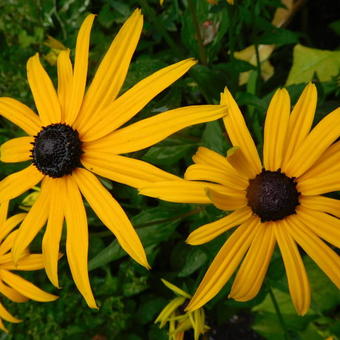 Rudbeckia fulgida var. sullivantii 'Goldsturm'