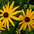 Rudbeckia fulgida var. sullivantii 'Goldsturm'