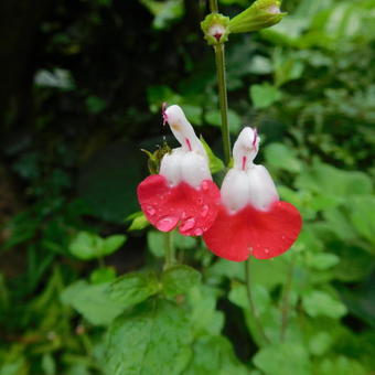 Salvia x jamensis 'Hot Lips'