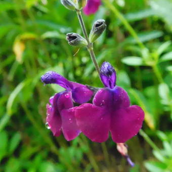 Salvia 'Nachtvlinder'