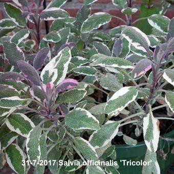 Salvia officinalis 'Tricolor'