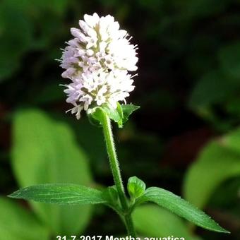 Mentha aquatica