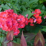 Phlox paniculata 'Orange Perfection' - Vlambloem, floks