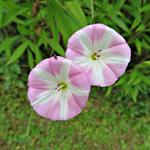 Convolvulus arvensis - Akkerwinde