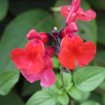 Salvia 'Royal Bumble'