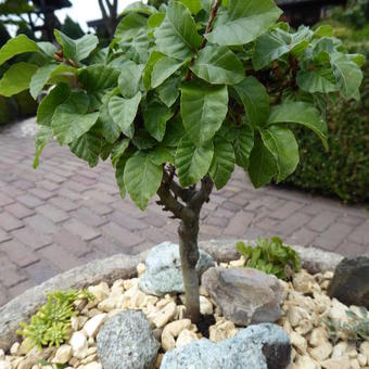 Fagus sylvatica 'Asterix'