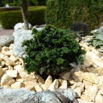 Thuja plicata 'Haley Bop' - Reuzenlevensboom (miniatuur)