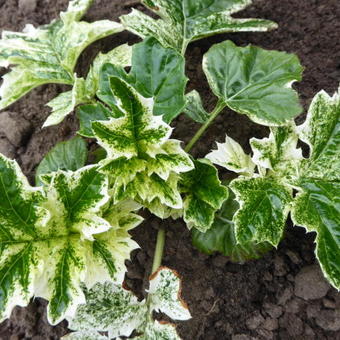 Acanthus mollis 'Whitewater'