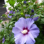 Hibiscus syriacus 'Minultra' - Altheastruik