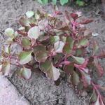 Sedum spurium 'Voodoo' - Kaukasische muurpeper, roze vetkruid