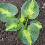 Hosta 'Sunset Grooves' - Hartlelie/Funkia