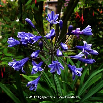 Afrikaanse lelie - Agapanthus 'Black Buddhist'