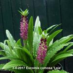 Eucomis comosa 'Leia' - Aloha Lelie