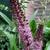 Eucomis comosa 'Sparkling Burgundy'