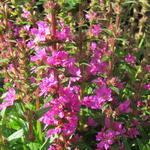 Lythrum salicaria 'Robin' - Kattenstaart - Lythrum salicaria 'Robin'